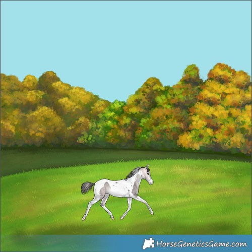 Horse Color:Platinum Buckskin Tobiano Appaloosa Rabicano 