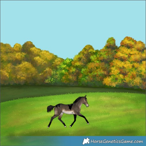Horse Color:Gray Void Brown Dun Tobiano Appaloosa 