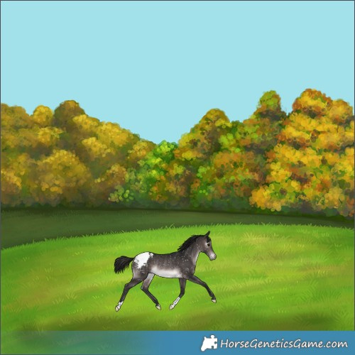 Horse Color:Gray Platinum Bay Snowcap Rabicano 