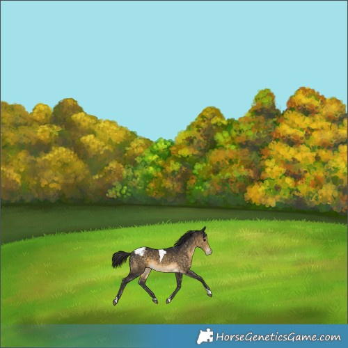 Horse Color:Buckskin Tobiano Appaloosa 