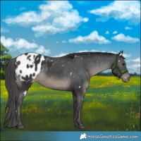 Horse Color:White Spotted Black Appaloosa Rabicano 