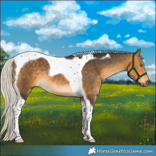 Horse Color:Silver Buckskin Tobiano 