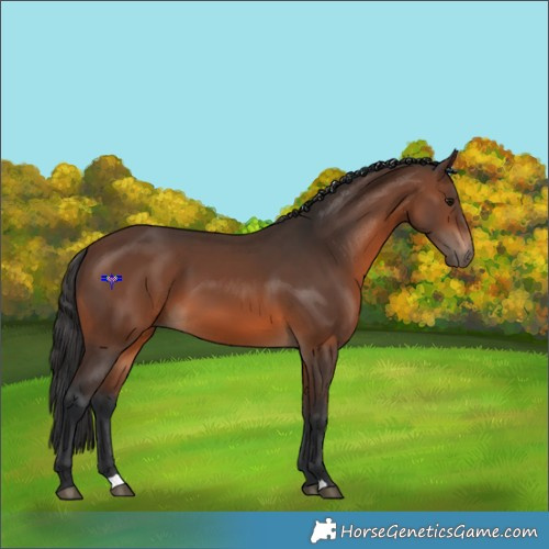 Horse Color:Brown 