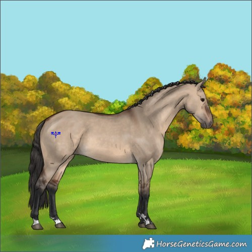 Horse Color:Brown Dun 