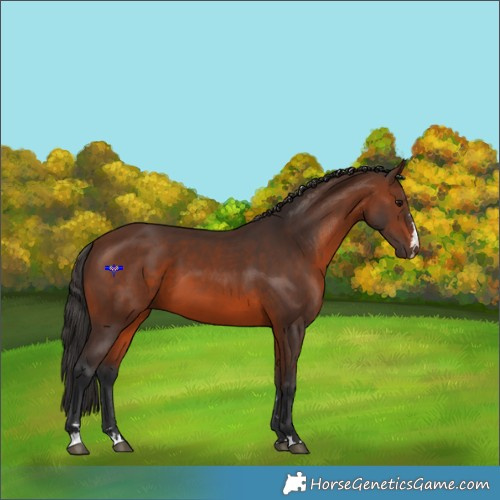 Horse Color:Brown 