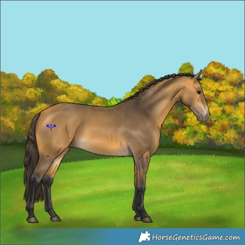 Horse Color:Buckskin