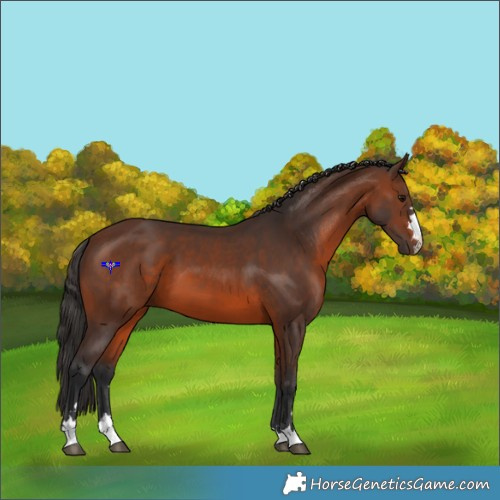 Horse Color:Brown 
