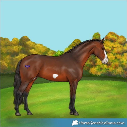 Horse Color:Bay Frame 