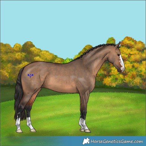 Horse Color:Brown Dun 