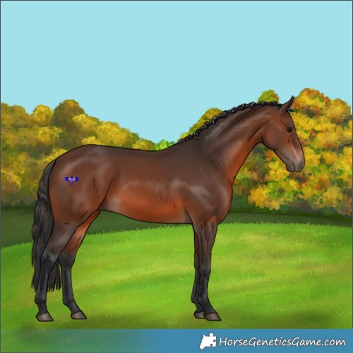 Horse Color:Brown 