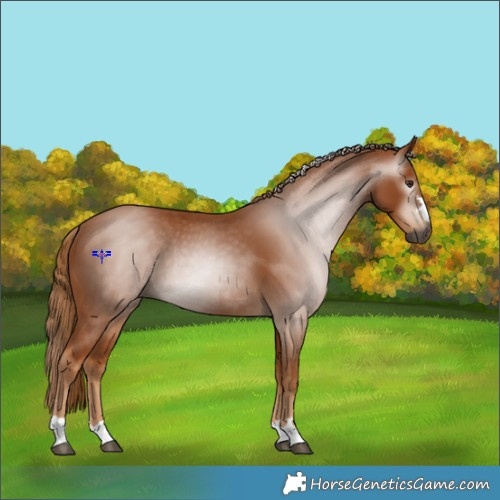 Horse Color:Gray Chestnut Rabicano