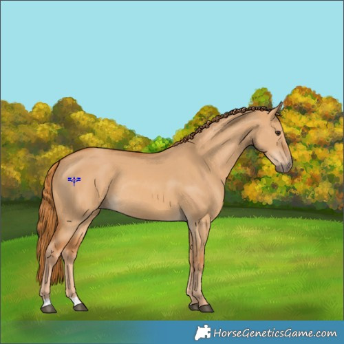 Horse Color:Red Dun Rabicano