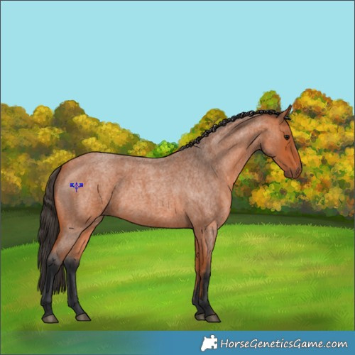 Horse Color:Bay Roan Rabicano 