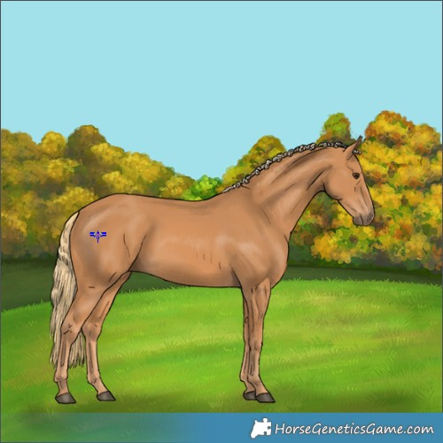 Horse Color:Chestnut Rabicano 