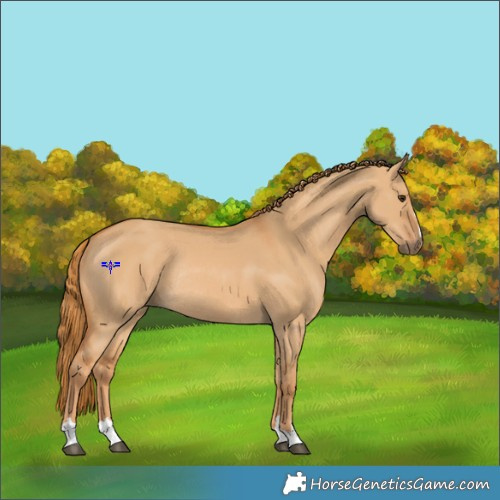 Horse Color:Red Dun Rabicano