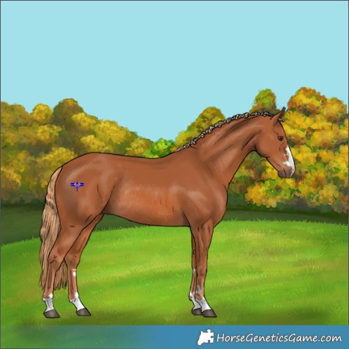 Horse Color:Chestnut Rabicano