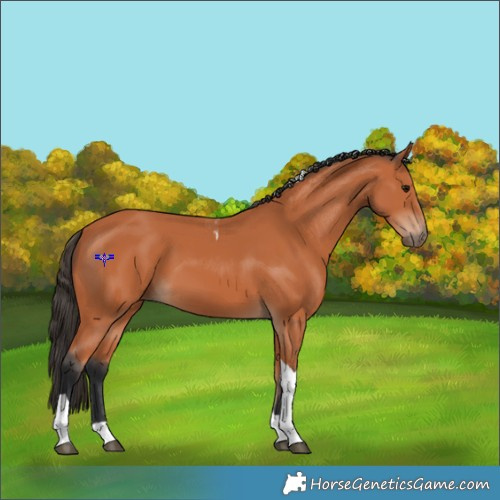 Horse Color:Bay Tobiano 