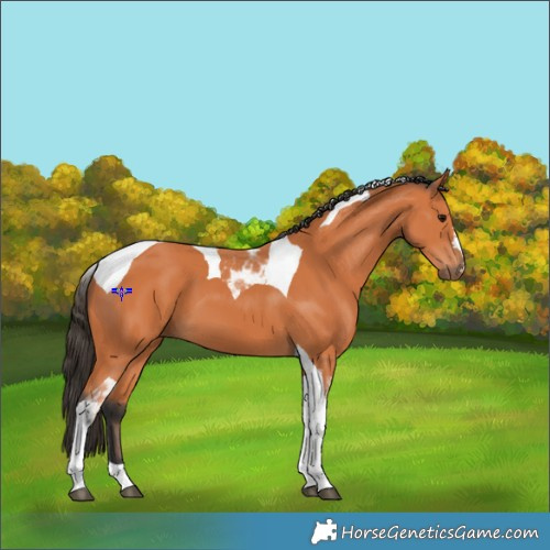 Horse Color:Bay Tobiano 