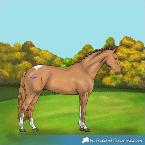 Horse Color:Chestnut Tobiano 