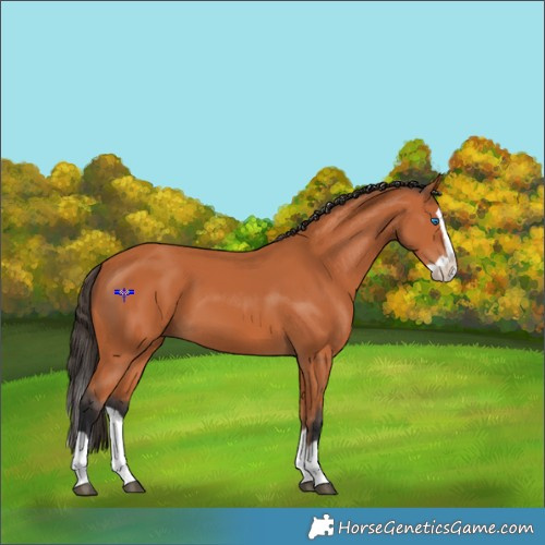 Horse Color:Bay Splash 