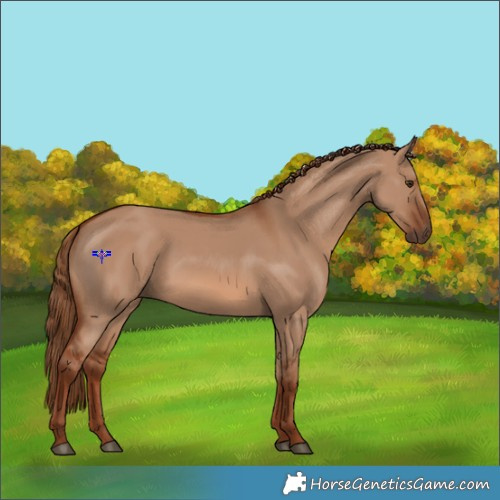 Horse Color:Red Dun