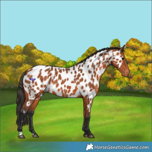 Horse Color:Bay Appaloosa