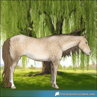 Horse Color:Buckskin Pearl 