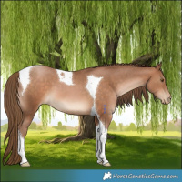 Horse Color:Brown Pearl Tobiano 