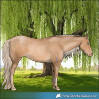 Horse Color:Chocolate Palomino Pearl