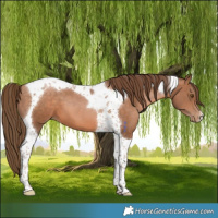 Horse Color:Brown Pearl Tobiano 