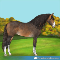 Horse Color:Buckskin 