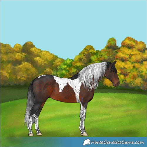 Horse Color:Brown Tobiano 