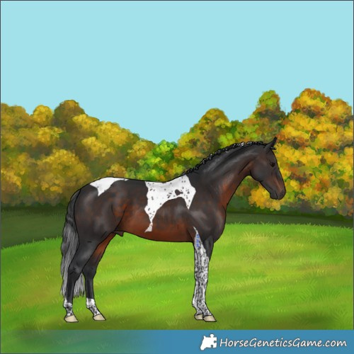 Horse Color:Brown Tobiano 