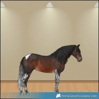 Horse Color:Brown Tobiano 