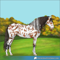Horse Color:Bay Appaloosa