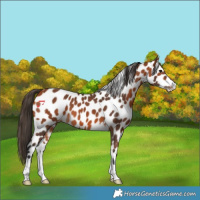 Horse Color:Bay Appaloosa 