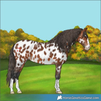 Horse Color:Bay Appaloosa 