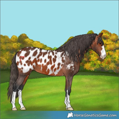Horse Color:Bay Appaloosa 
