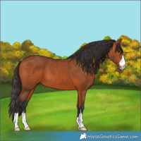 Horse Color:Bay 