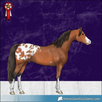 Horse Color:Bay Appaloosa 