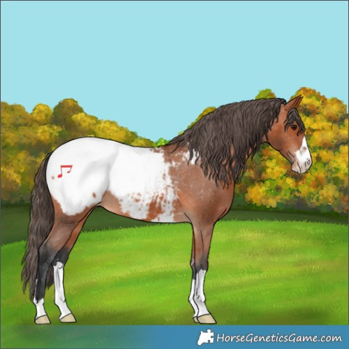 Horse Color:Bay Appaloosa 
