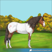 Horse Color:Bay Appaloosa
