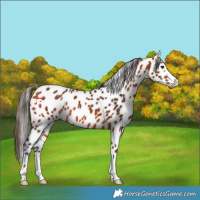 Horse Color:Bay Appaloosa 