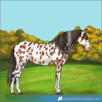 Horse Color:Bay Appaloosa 