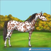 Horse Color:Bay Appaloosa