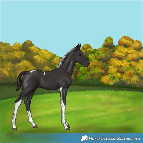 Horse Color:Smoky Black Tobiano 