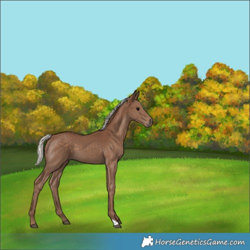 Horse Color:Silver Black 