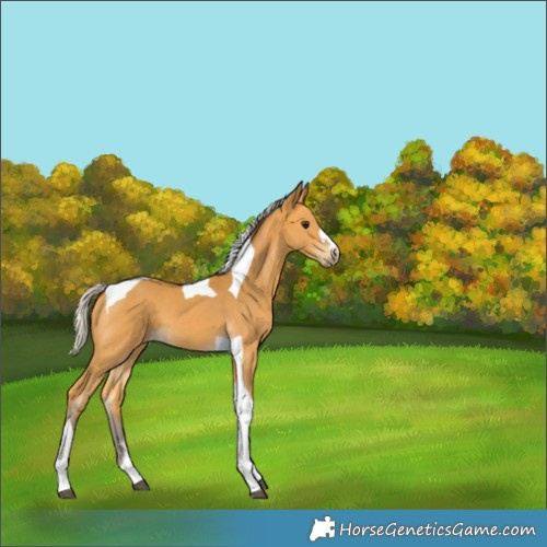 Horse Color:Silver Buckskin Tobiano 