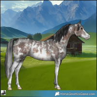 Horse Color:Brown Sabino