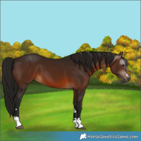 Horse Color:Gray Bay 